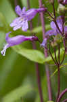 Sharpsepal beardtongue